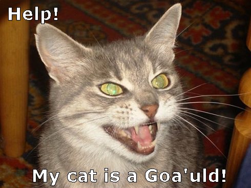 Goa'uld-cat