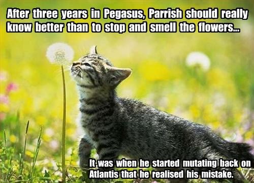 Parrish cat