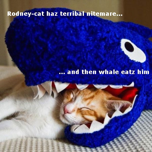 Rodney-cat