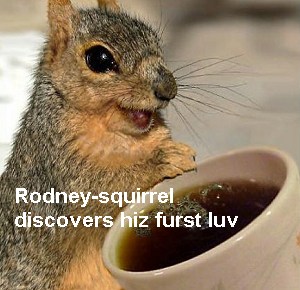 Rodney squirrel