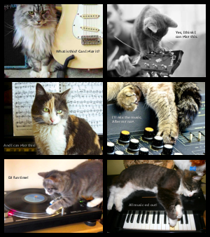 Musical cats