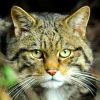 Scottish wildcat