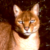 African golden cat (Profelis aurata)