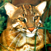 Asian golden cat (Catopuma temminckii)