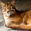 Bay cat (Catopuma badia)