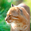 Bay cat (Catopuma badia)