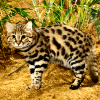 Black-footed cat (Felis nigripes)