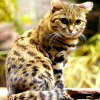 Black-footed cat (Felis nigripes)