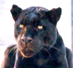 Black Jaguar