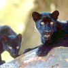 Black Jaguar