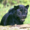 Black Leopard