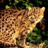 Fishing cat (Prionailurus viverrinus)