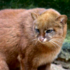 Jaguarundi