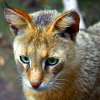 Jungle cat (Felis chaus)