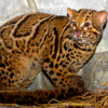 Marbled cat (Pardofelis marmorata)