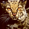 Marbled cat (Pardofelis marmorata)