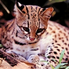 Oncilla (Leopardus tigrinus)