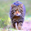 Scottish Wildcat