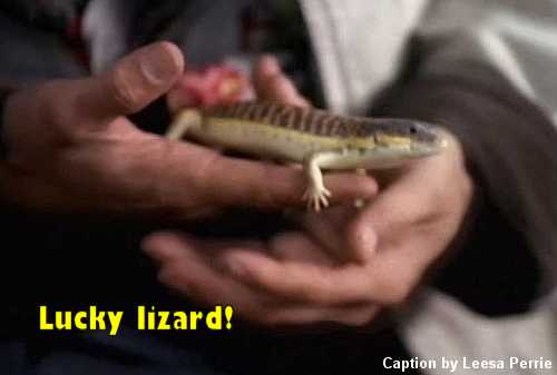 Lucky Lizard