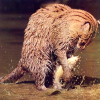Fishing cat (Prionailurus viverrinus)