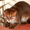 Flat-headed cat (Prionailurus planiceps)