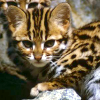 Leopard cat (Prionailurus bengalensis)