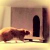 Percy the rat